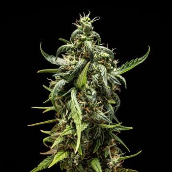 Samen 3x NYC Sour D Automatik Royalqueenseeds